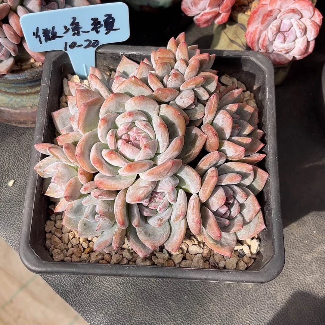 微凉半夏石榴子多肉植物