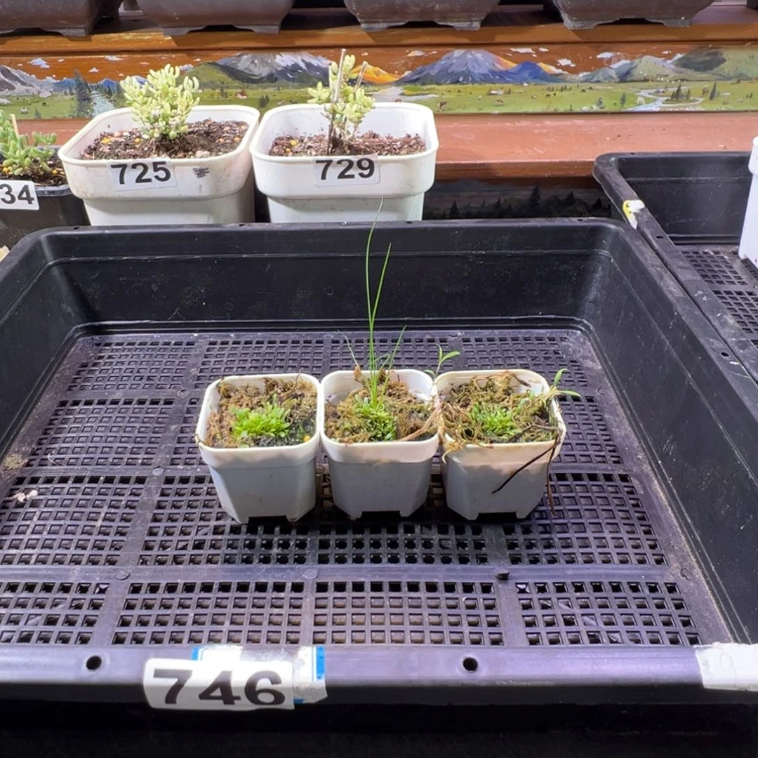 枝干番杏多肉植物746安