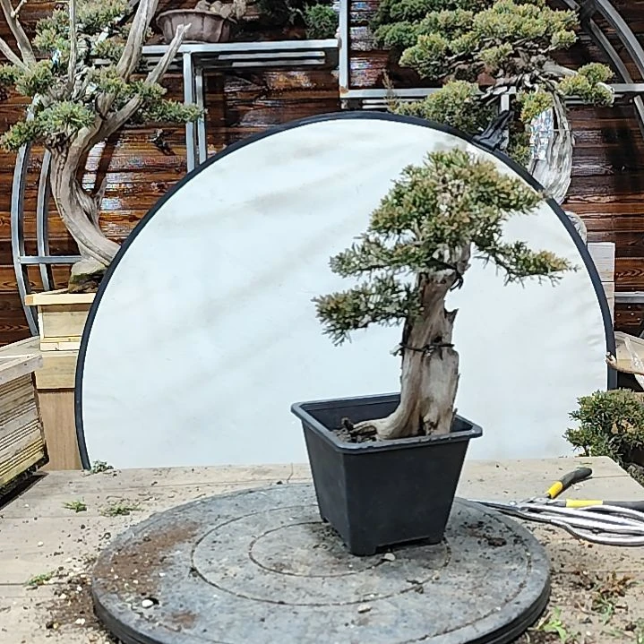 无花朵附木宫坂系鱼川真柏