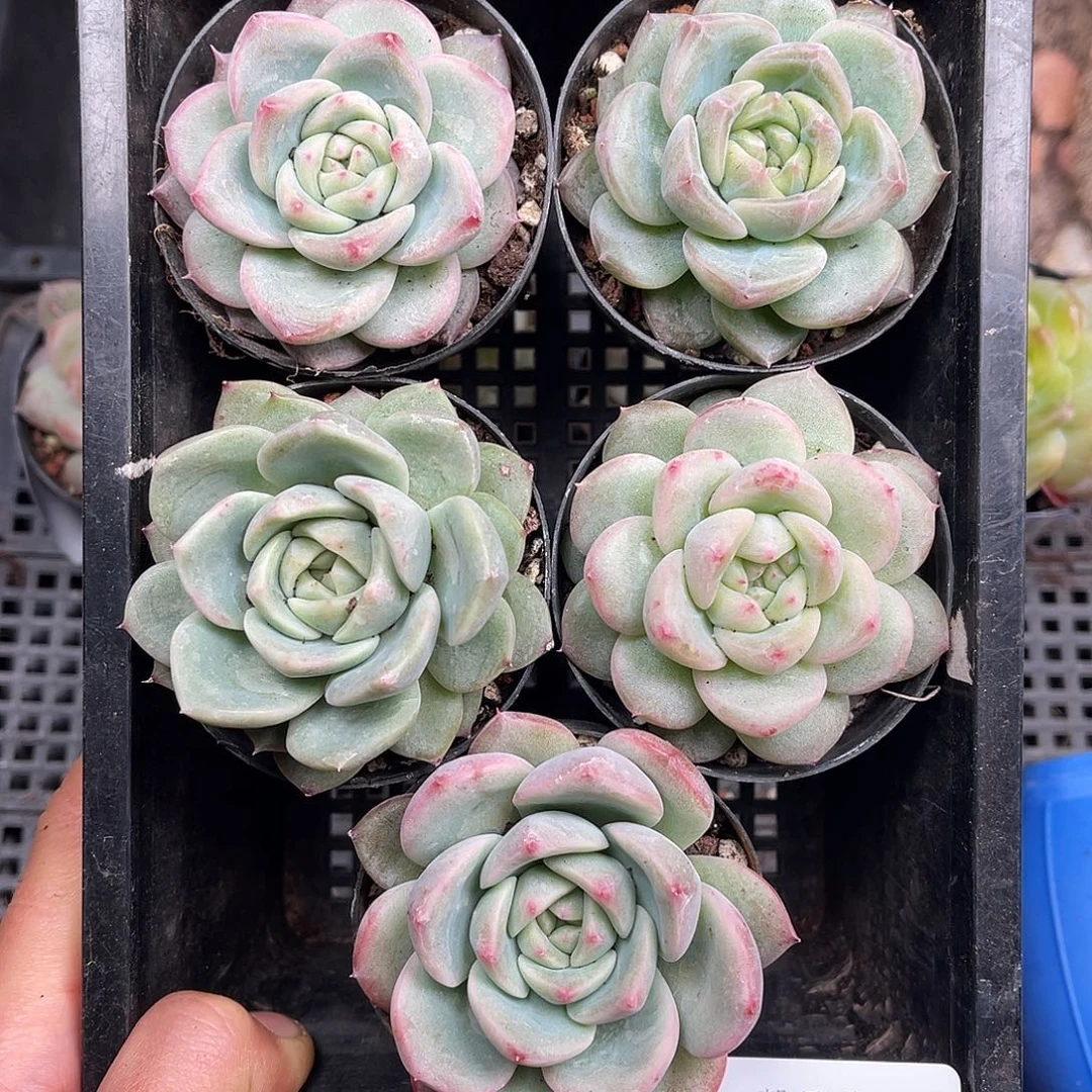 多肉一物一拍30-253