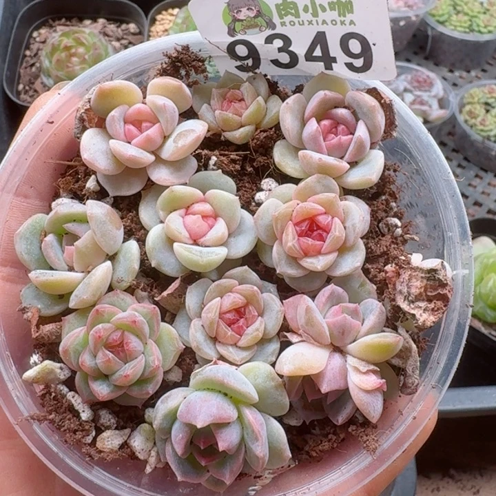 多肉植物多肉植物