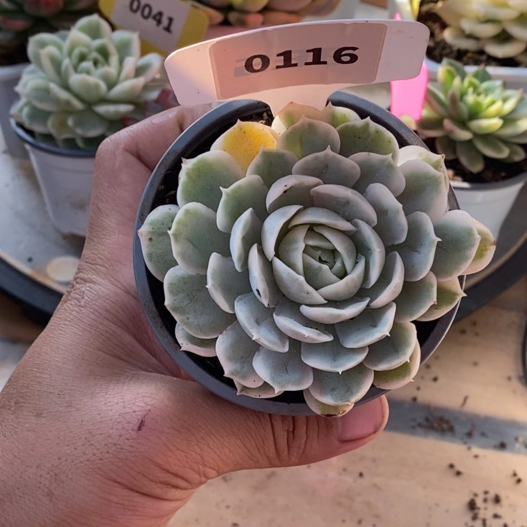 116昂斯诺哈哈哈哈哈