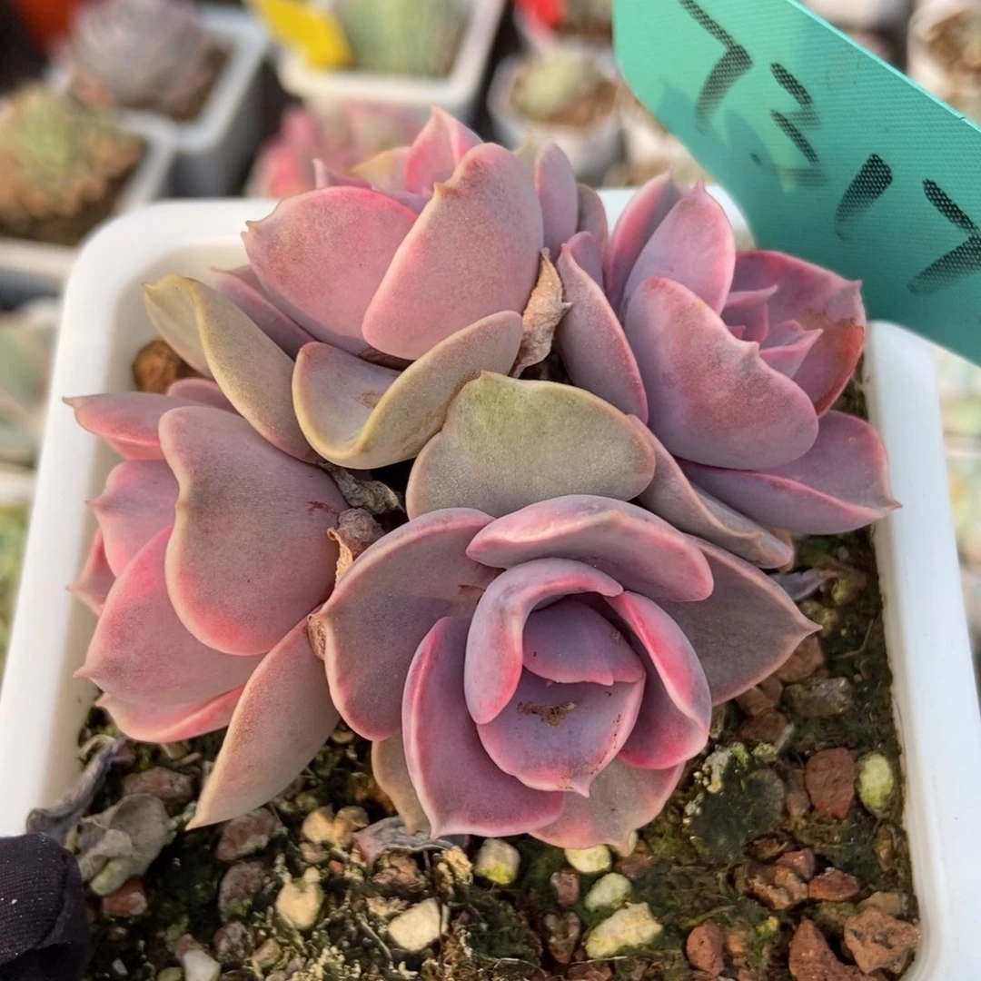 7317彩虹多肉植物保护