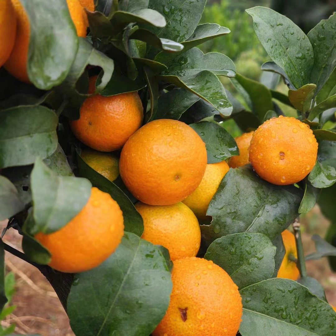 农家 金秋砂糖橘 纯甜多汁 入口化渣