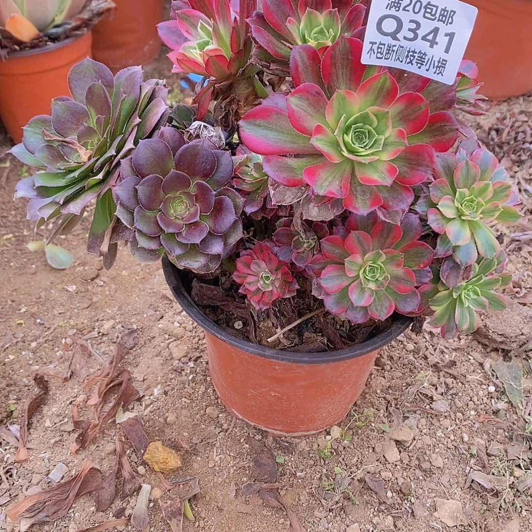 341安娜多肉法师锦阴阳