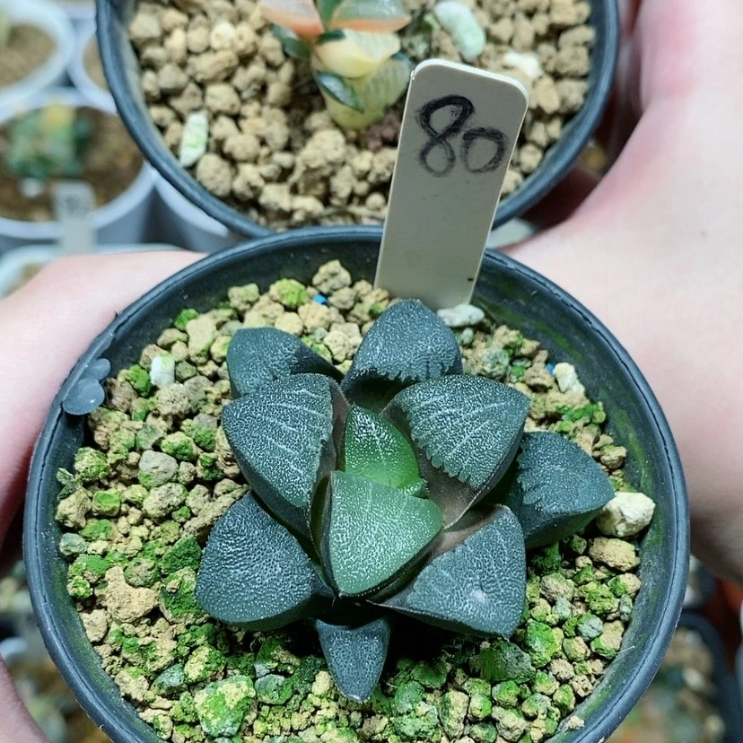 【闪购商品】三80、90