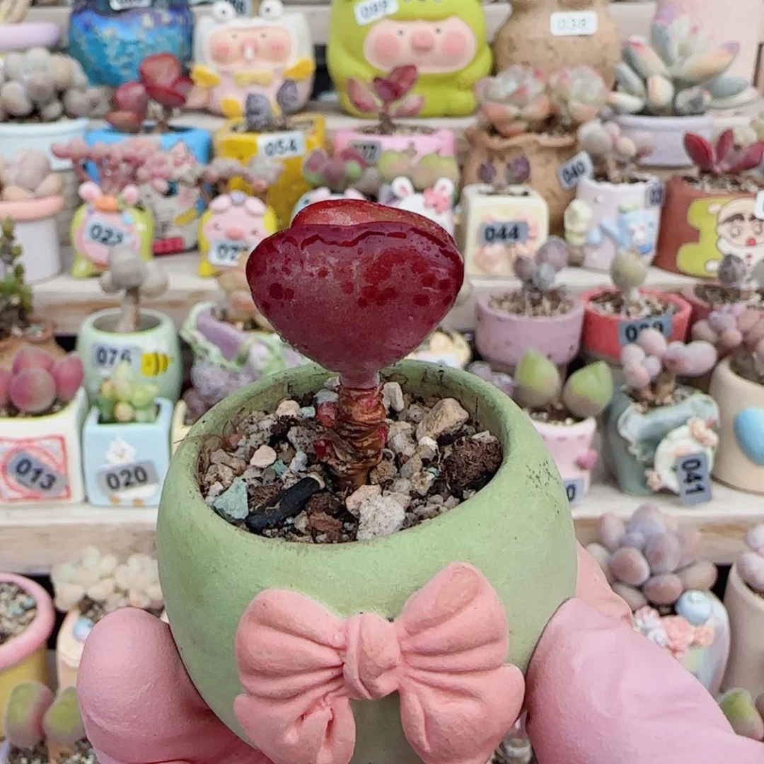 红红小爱心 盆口3cm