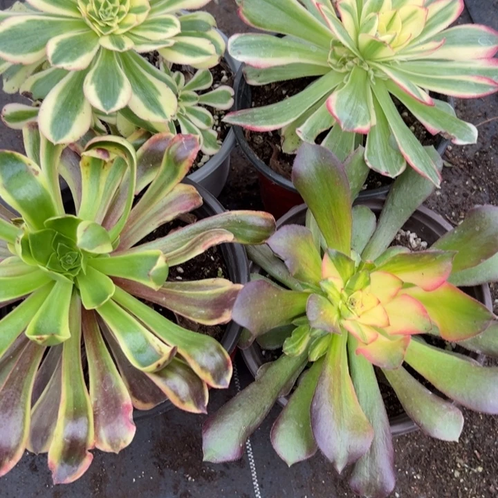 多肉植物3205种植物