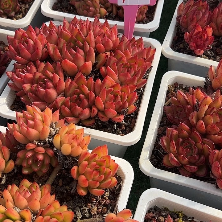 3东云一个脱土多天肉