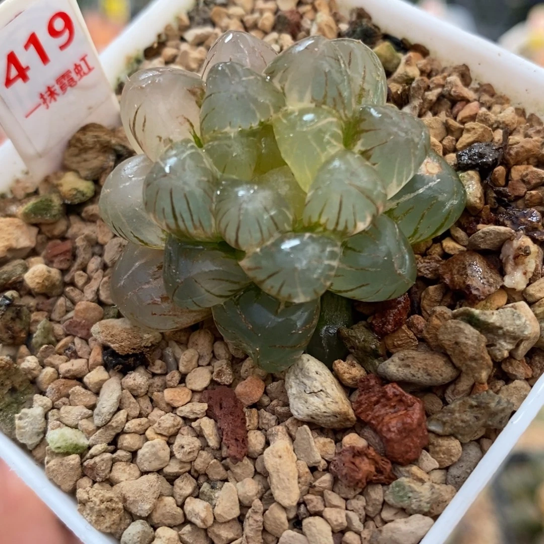 419姬玉露锦一物一图