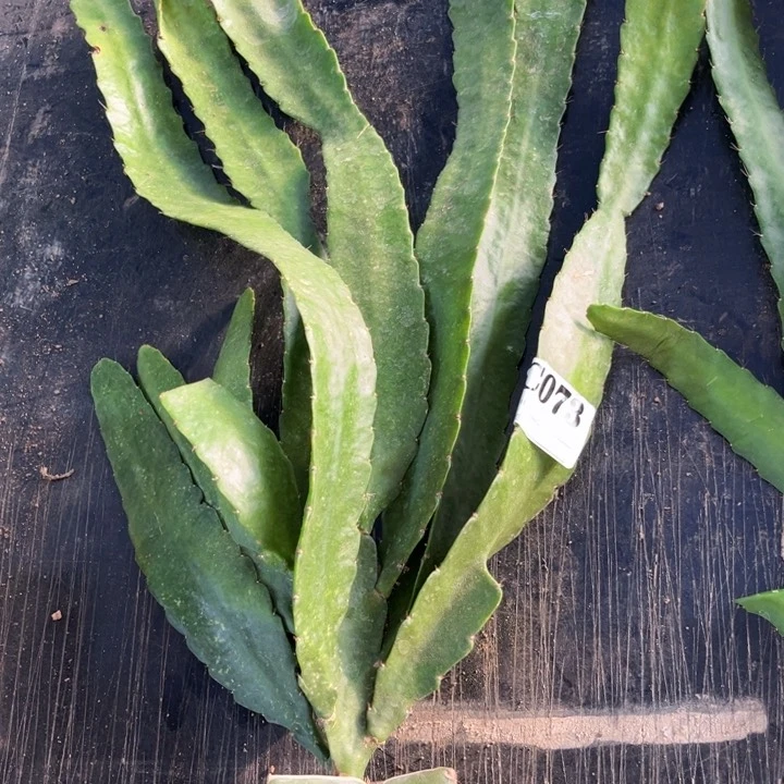 当前无花栽培后可以开花73
