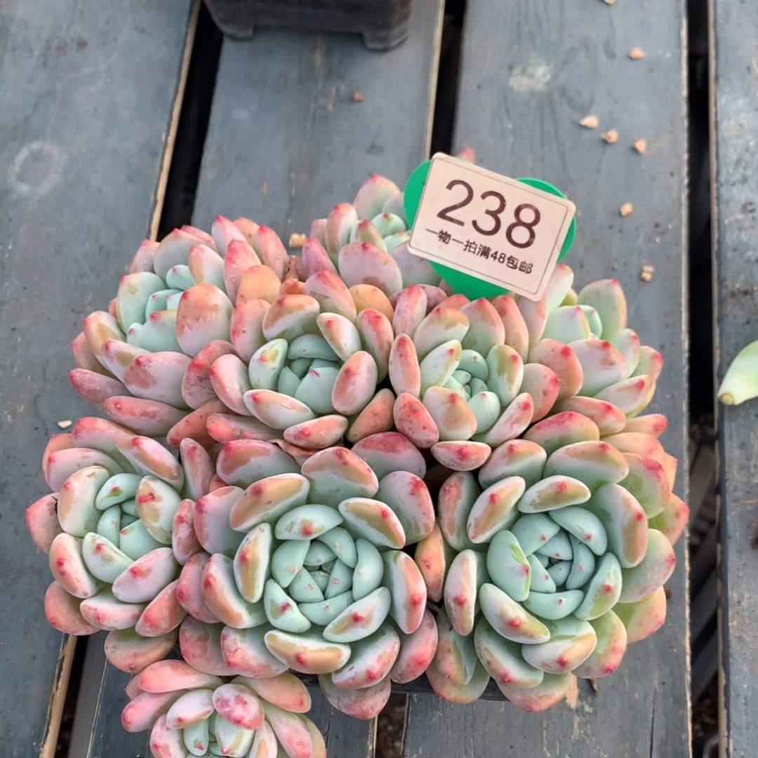 远***方望舒老桩微瑕疵238