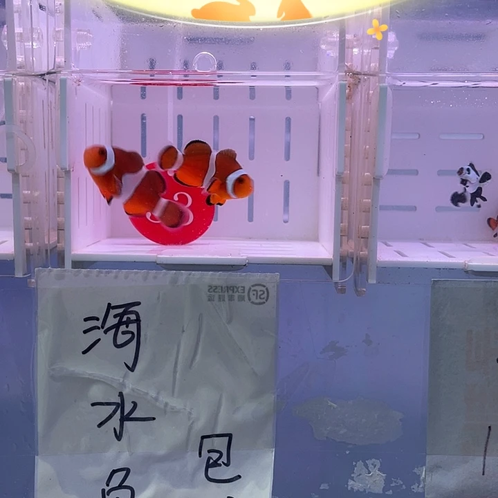 海水鱼精品黑边公子