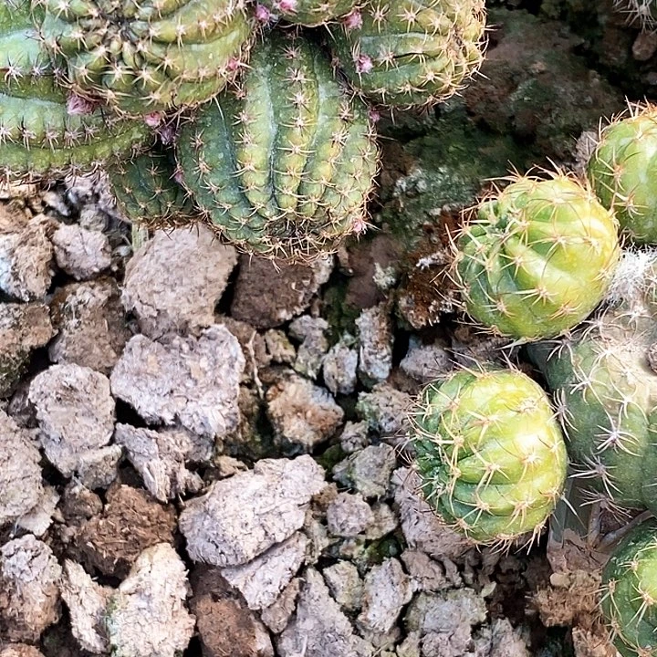 静*丽 41/脱土脱盆20包邮/