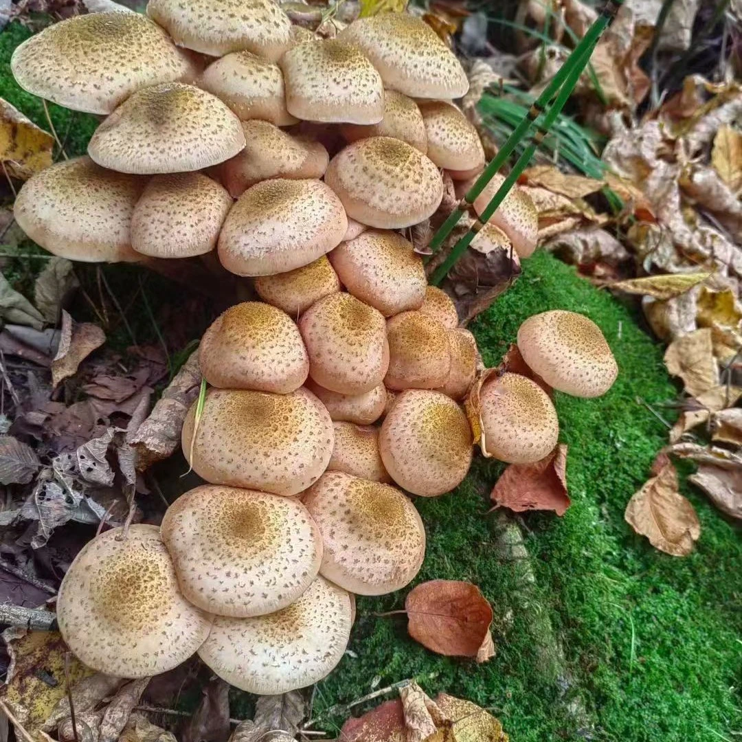 长白山榛蘑 2025年新货 野生蘑菇 干菇菌类 东北特产净含量250克