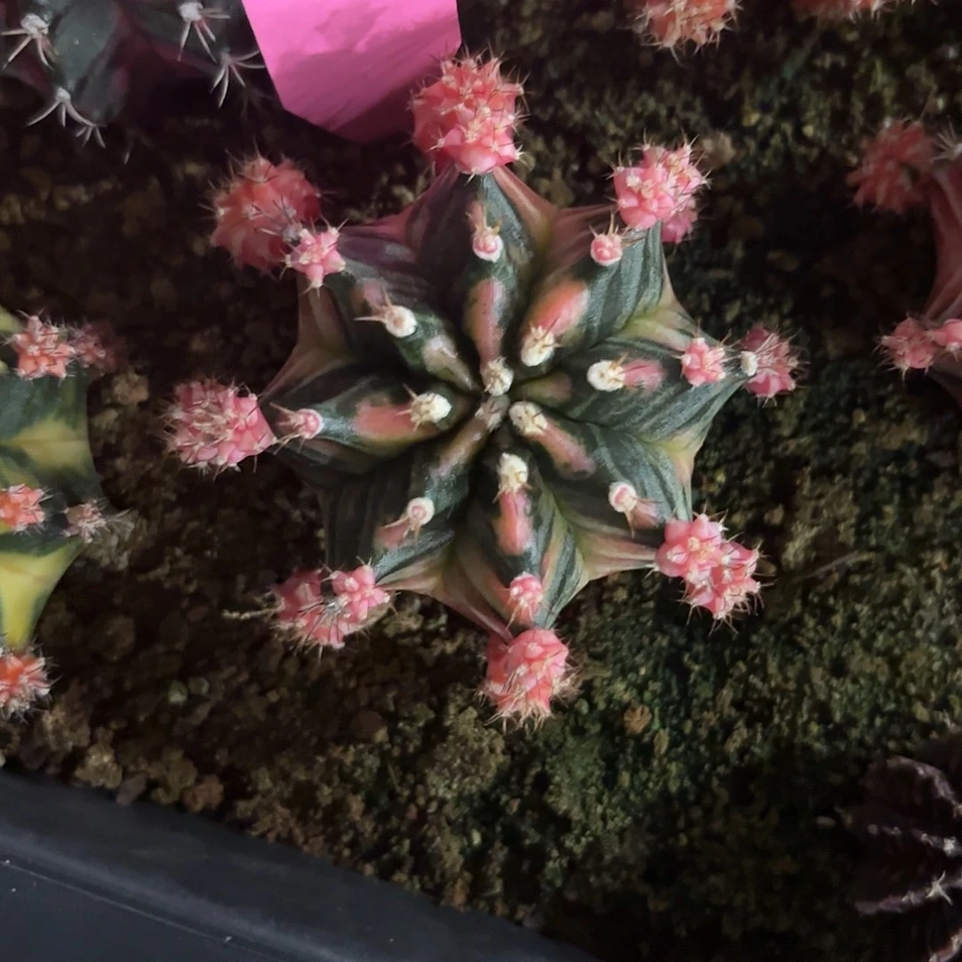 547-1005泰国发货 五月