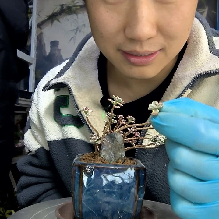鱼***4中青园艺一物一拍花66