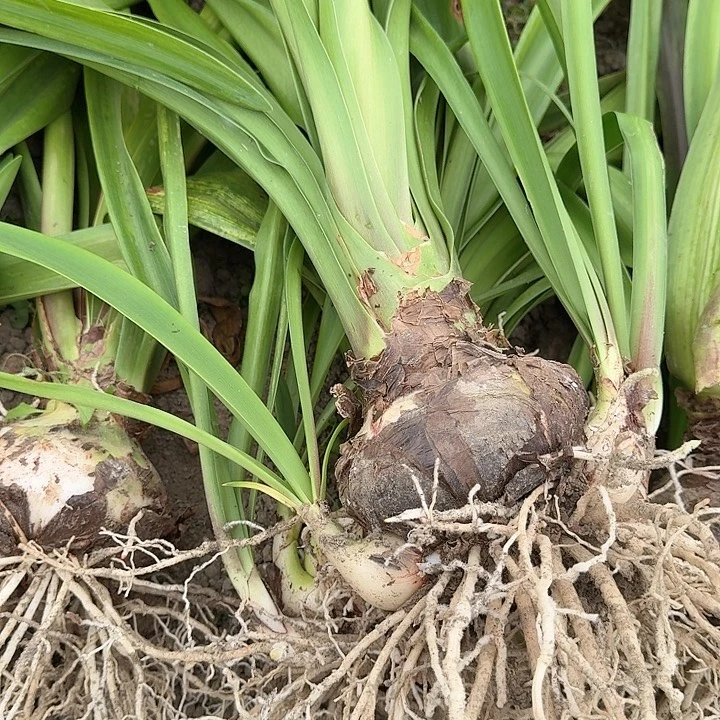 盲盒直径11厘米+基地球