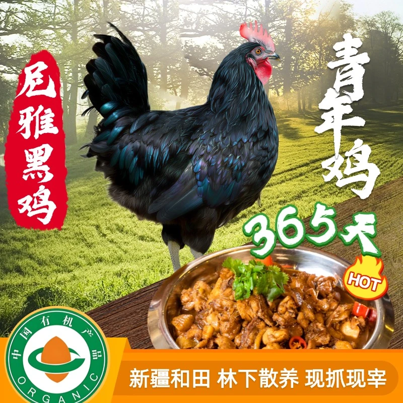 【有机食品】生鲜新疆尼雅黑鸡散养土鸡青年鸡公母随机发货不含内脏