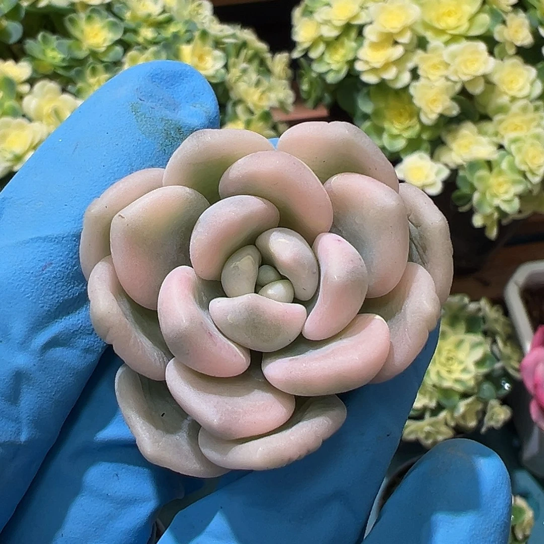 若桃锦，覆轮锦砍头