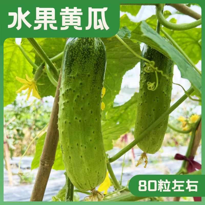 水果黄瓜种子高产压趴架嫩绿小黄瓜甜脆多汁优质高产品质甄选使用