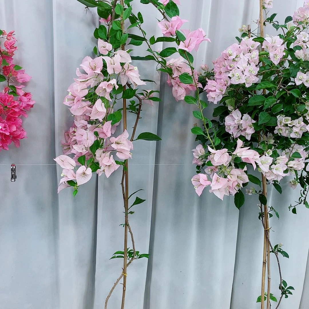 完全开放粉天使123