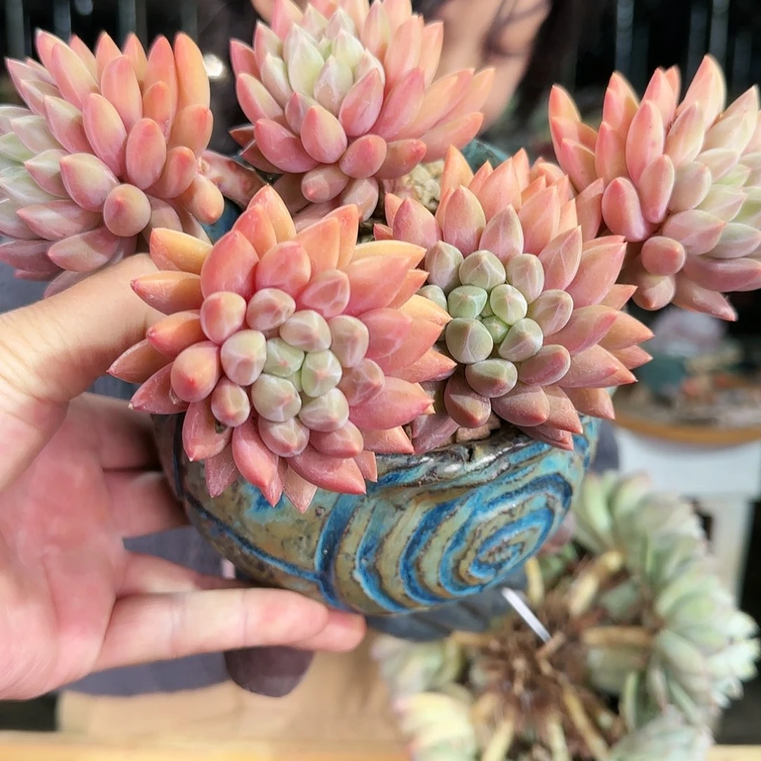 红蜻蜓，5头，68    不带盆