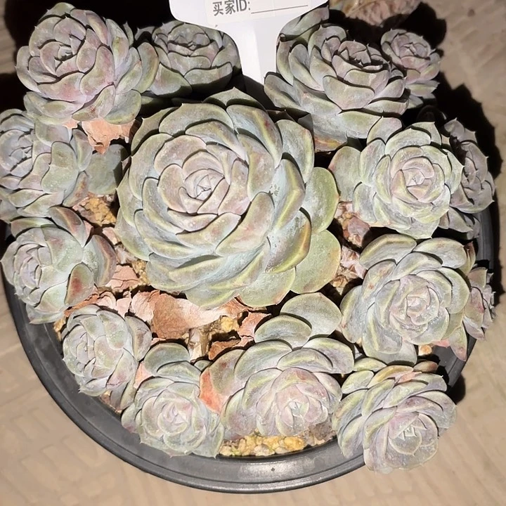 日****欣汉堡一物一拍A015寄养