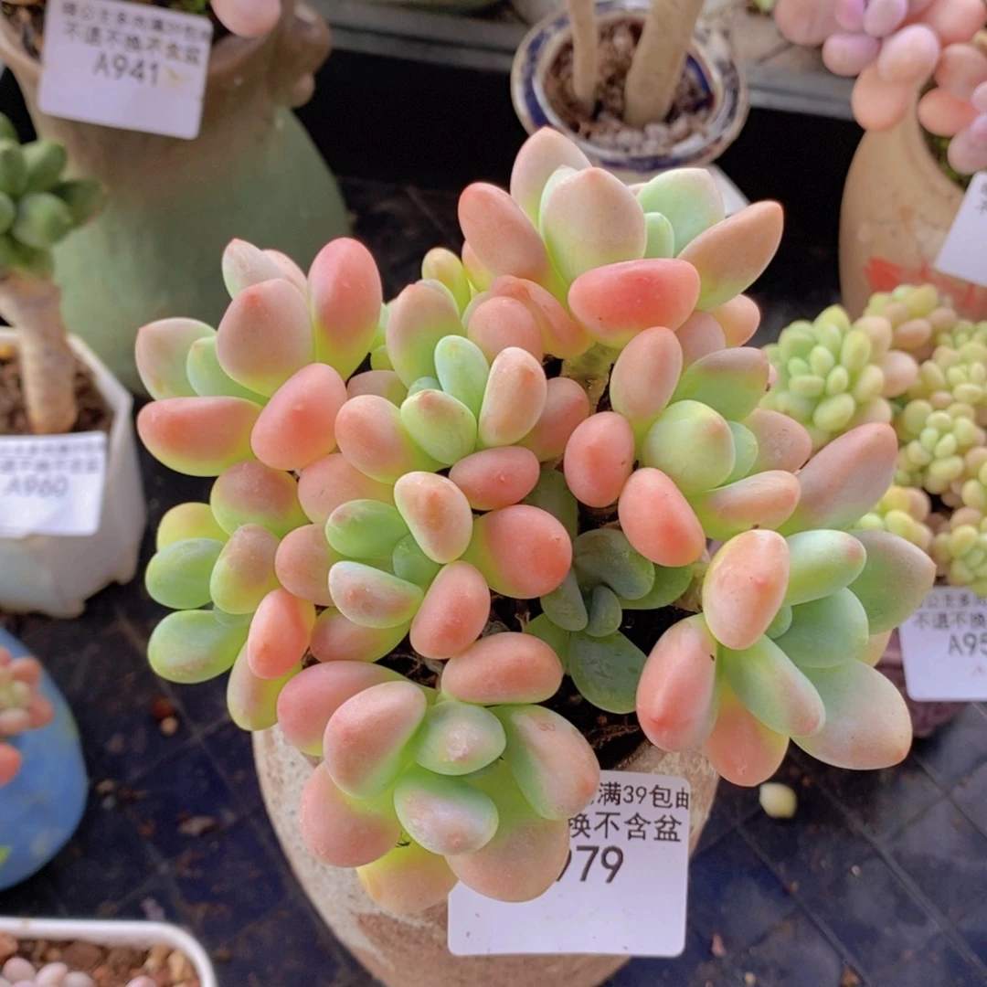 橘子香水洛神10cm979多肉植物