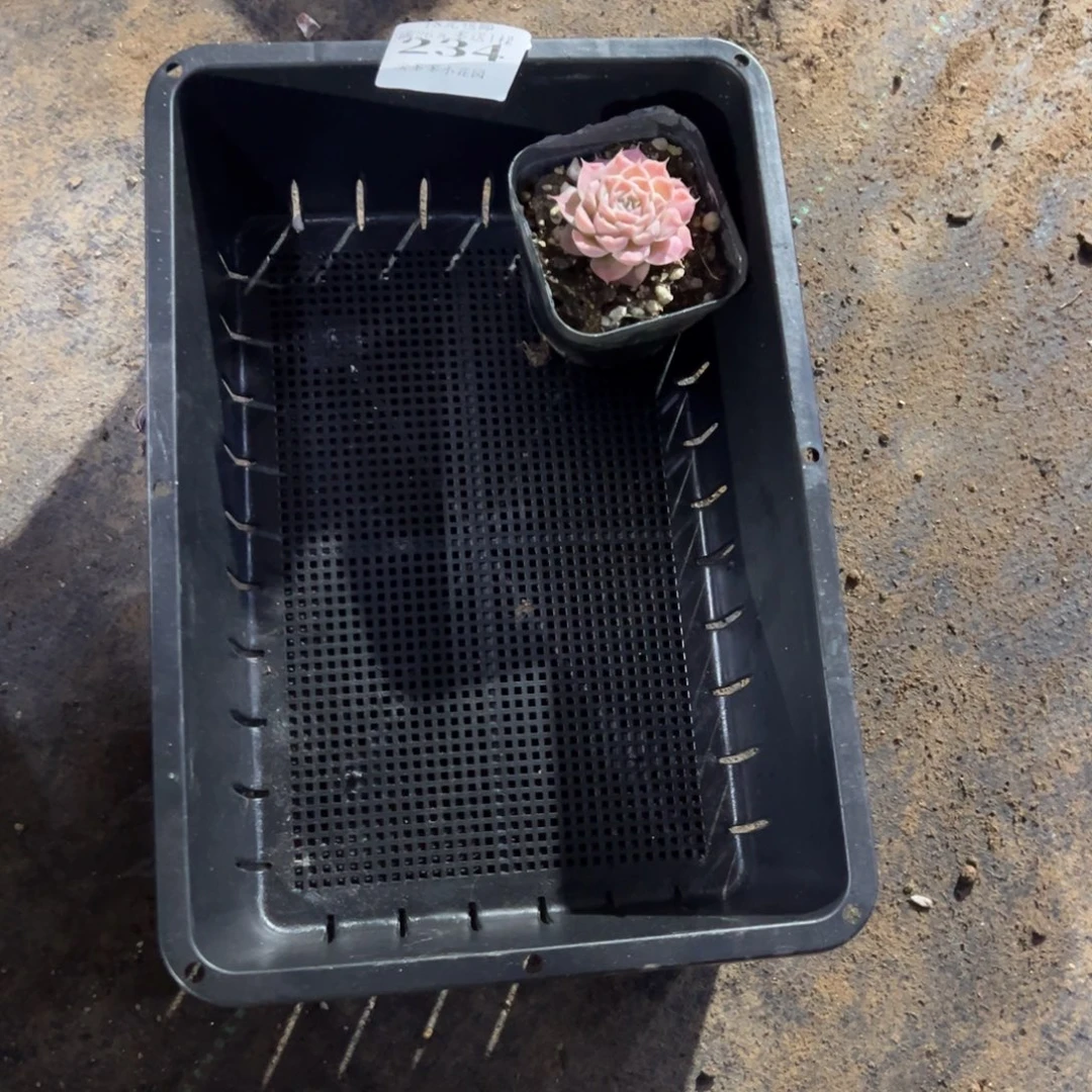 蓁***饼234号小树一物一拍满18包邮