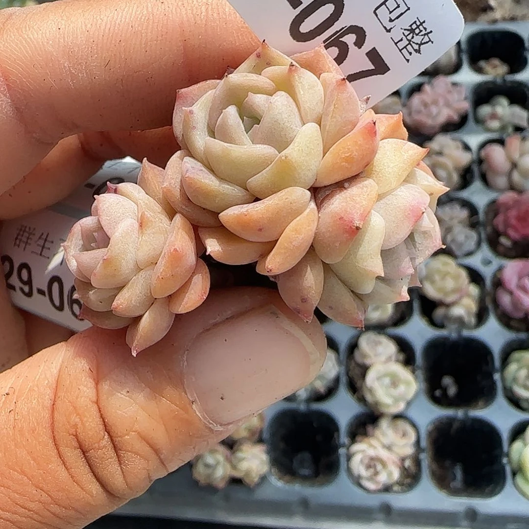 小卡拉米糖心一物一拍29-67