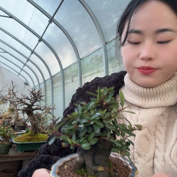 图***腾当前无花朵，栽培后可花朵