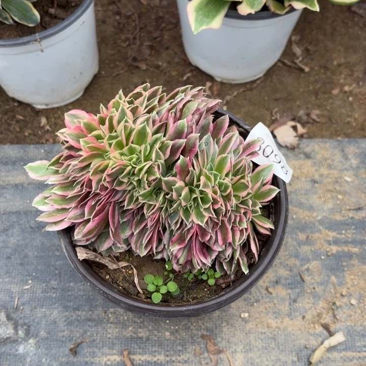 粉女巫坠多肉法师3098