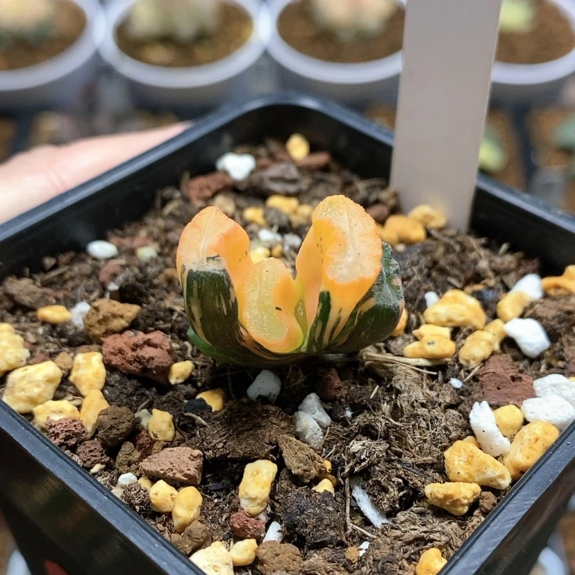 【闪购商品】10福利玉扇锦