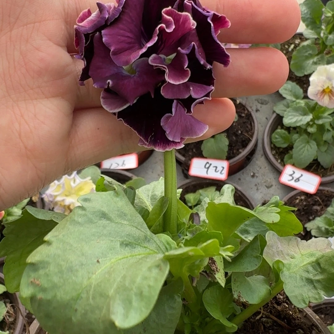 大部分花苞少量开放16