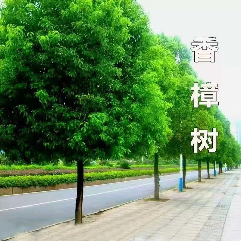 四季常青香樟绿植花卉盆栽地栽都可以