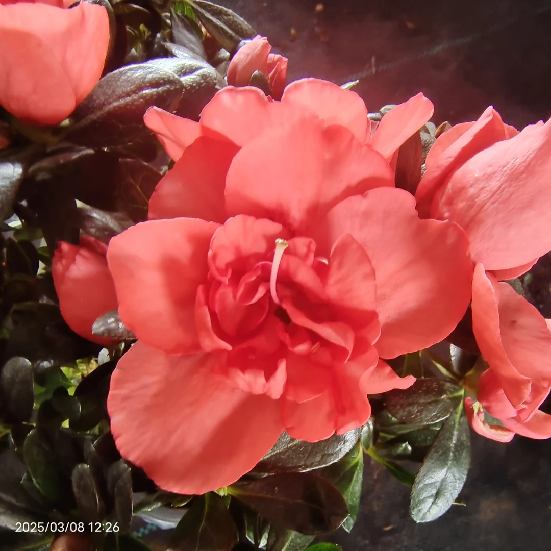 稀有品种胭脂红杜鹃花好养活独杆带花带花苞四季开花阳台绿植户外