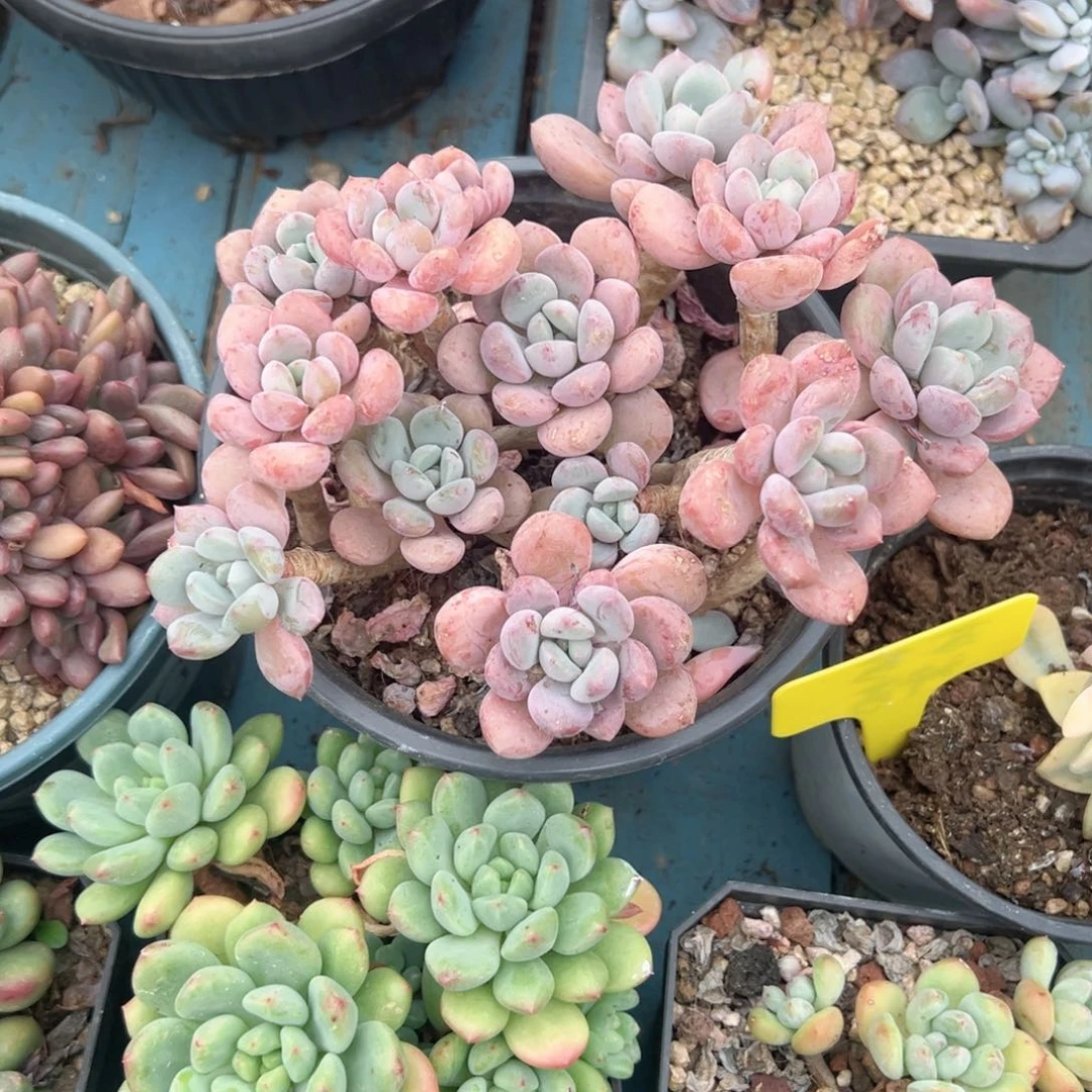 精品多肉植物老桩