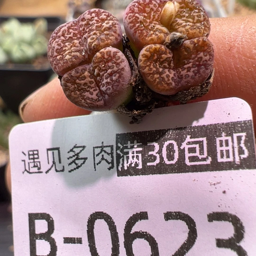 多肉植物1111111111111