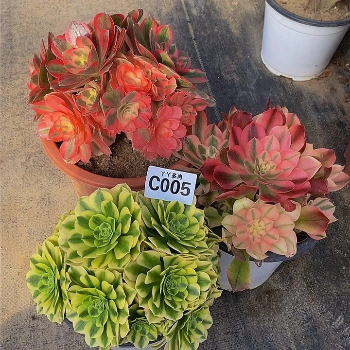 凉**…多肉法师精品3颗005