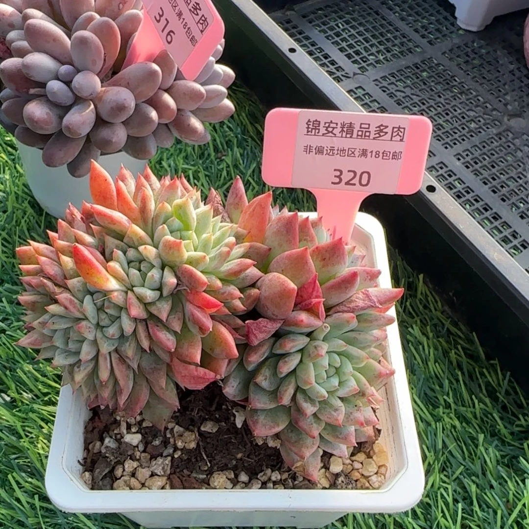 锦安精品多肉植物320