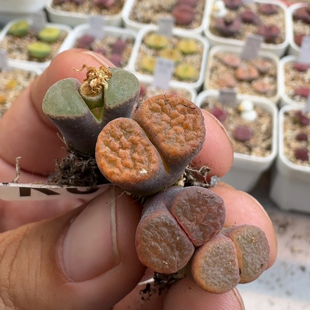 嗯*好K052风铃母本杂交混合