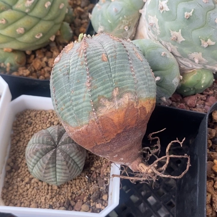 布纹球。一物一拍