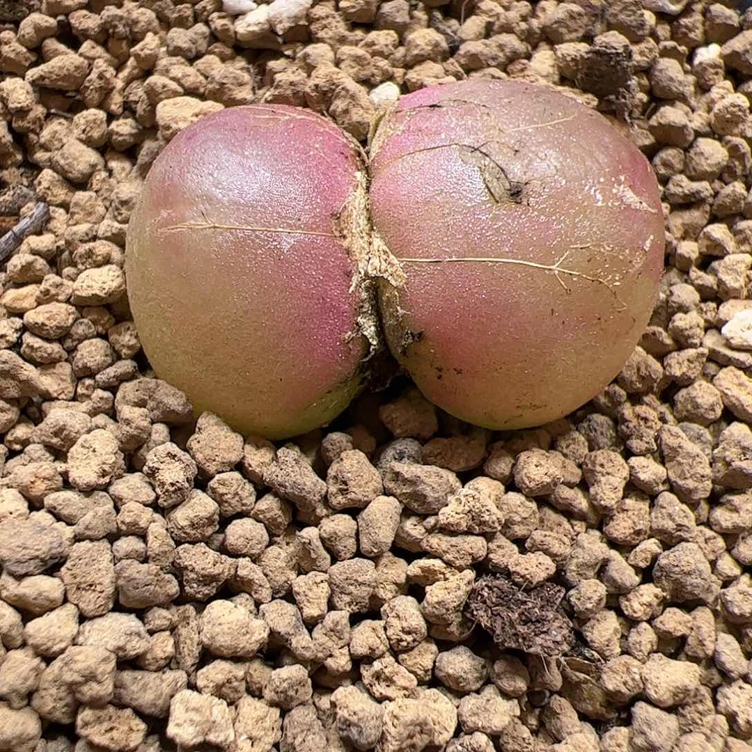 【闪购商品】274 双头灯泡