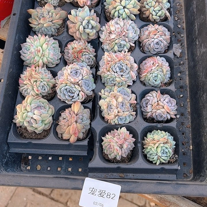 直播福利一物一拍82