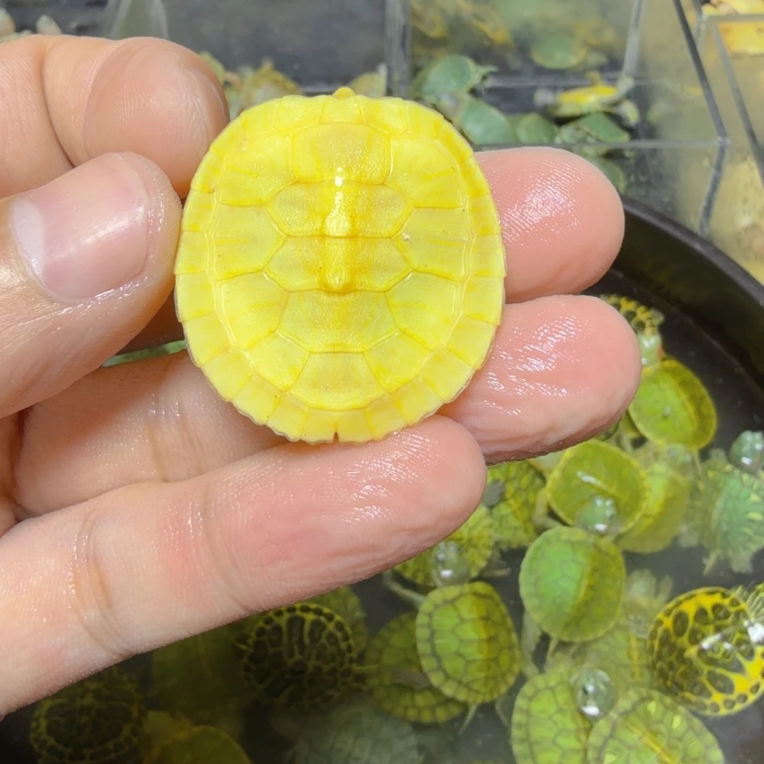 不分公母巴西彩龟