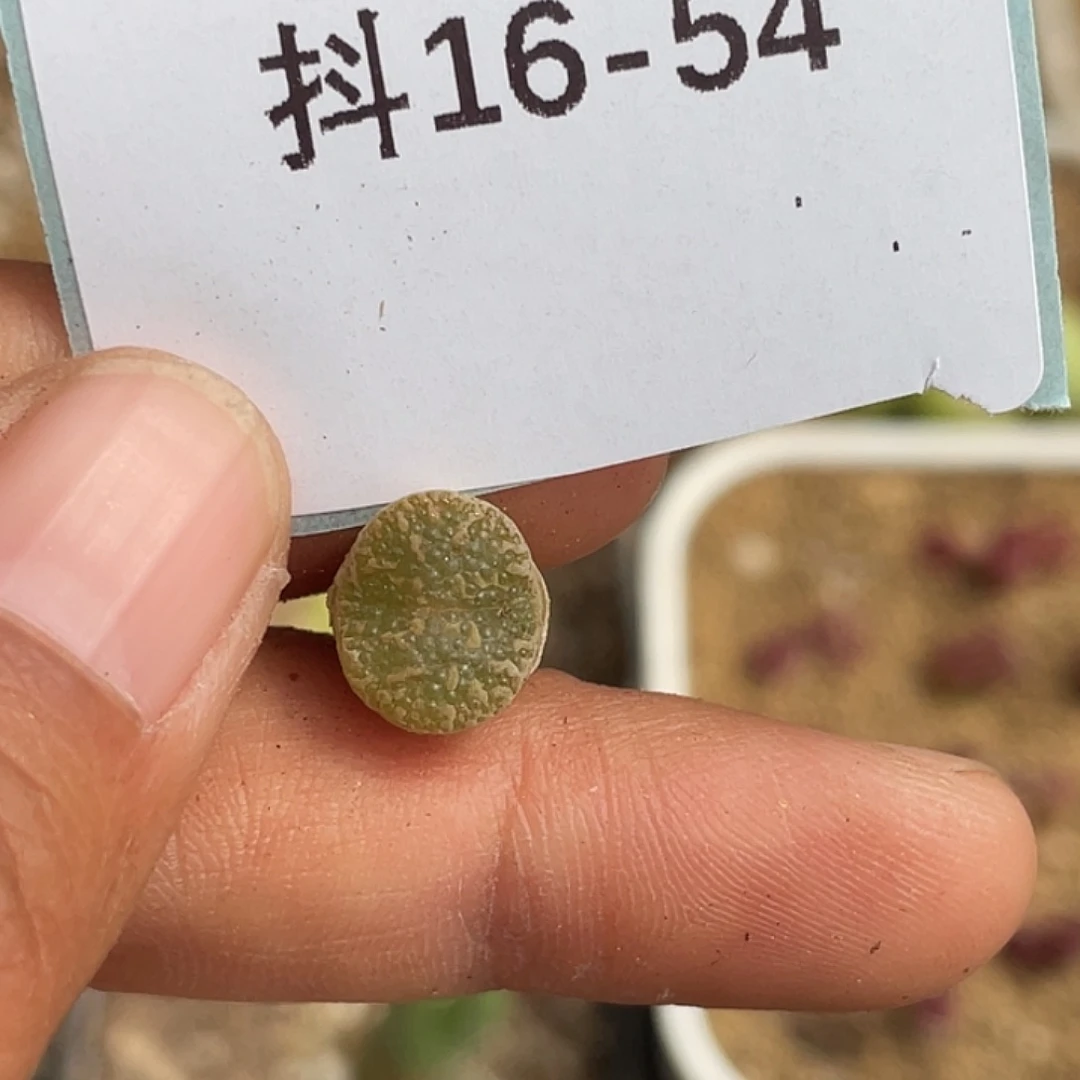 咕***?16-54肉锥多肉植物