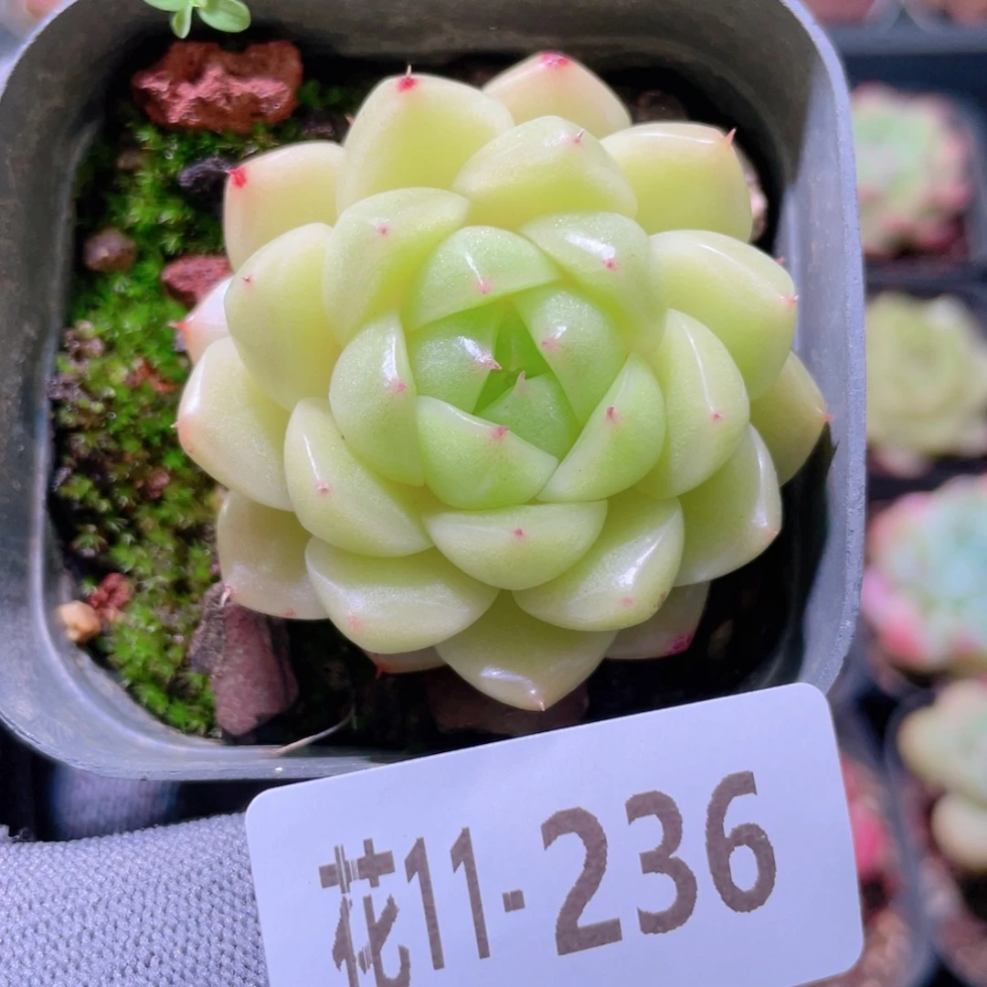 花利美11-236麦秆