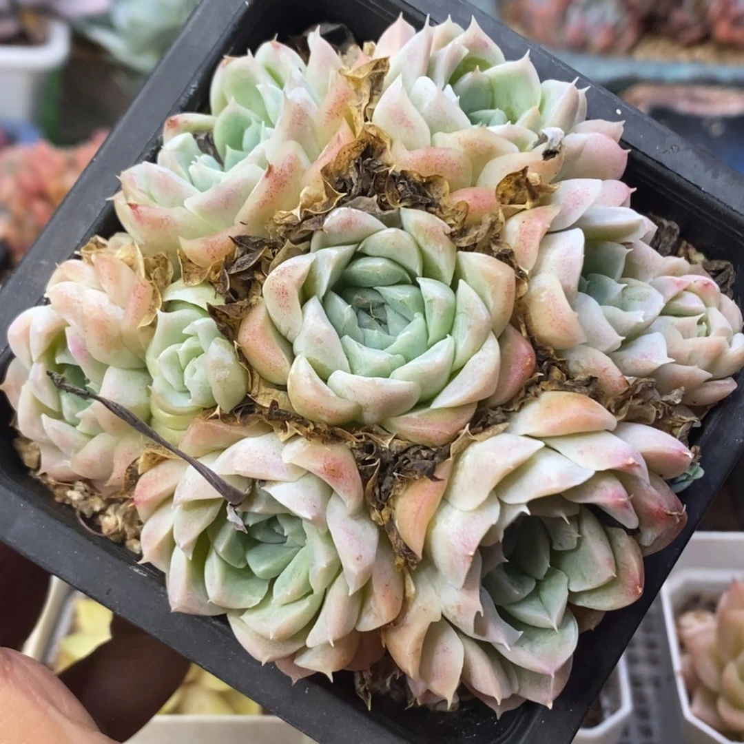 月影杂交群生捧花型随机发货