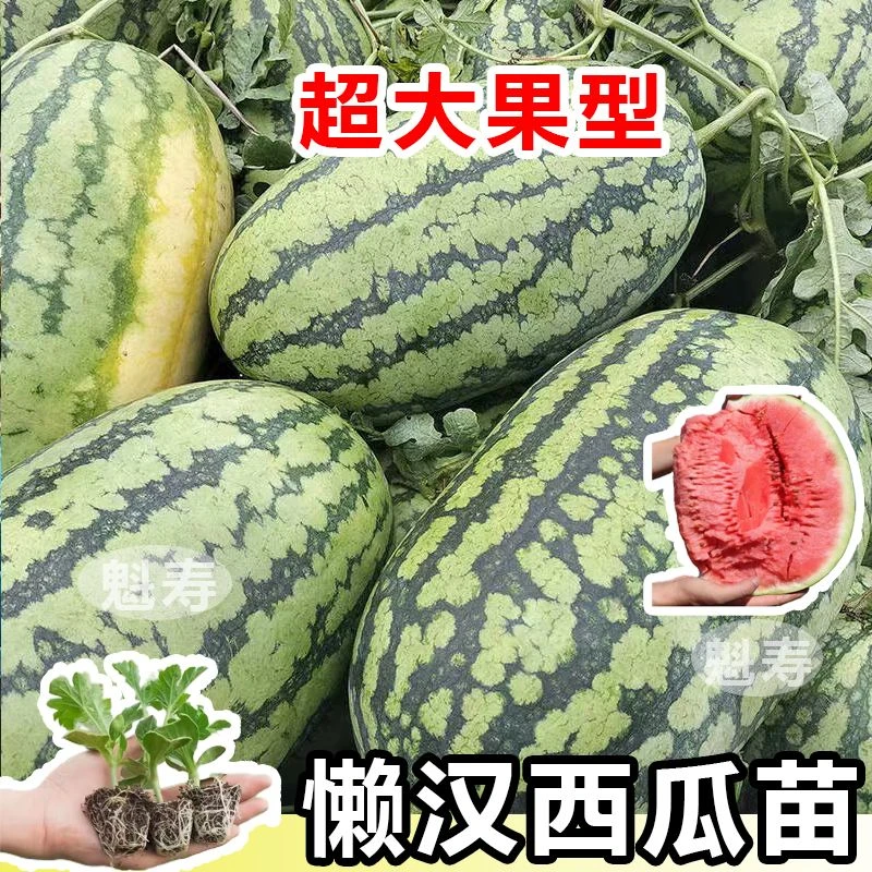 特大懒汉西瓜秧苗懒汉西瓜种子高产早熟香脆带土四季庭院山东寿光